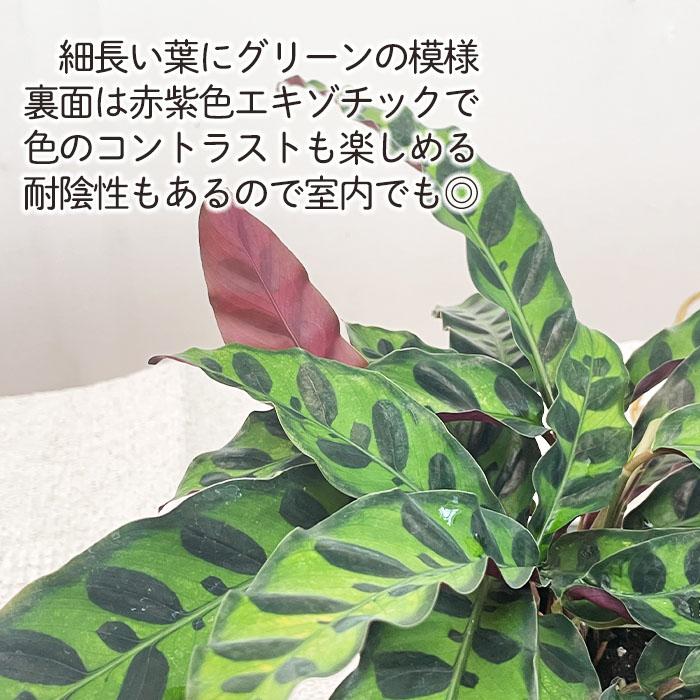 日本花キ流通 観葉植物 カラテア インシグニス 4号鉢 小型 小さい 室内