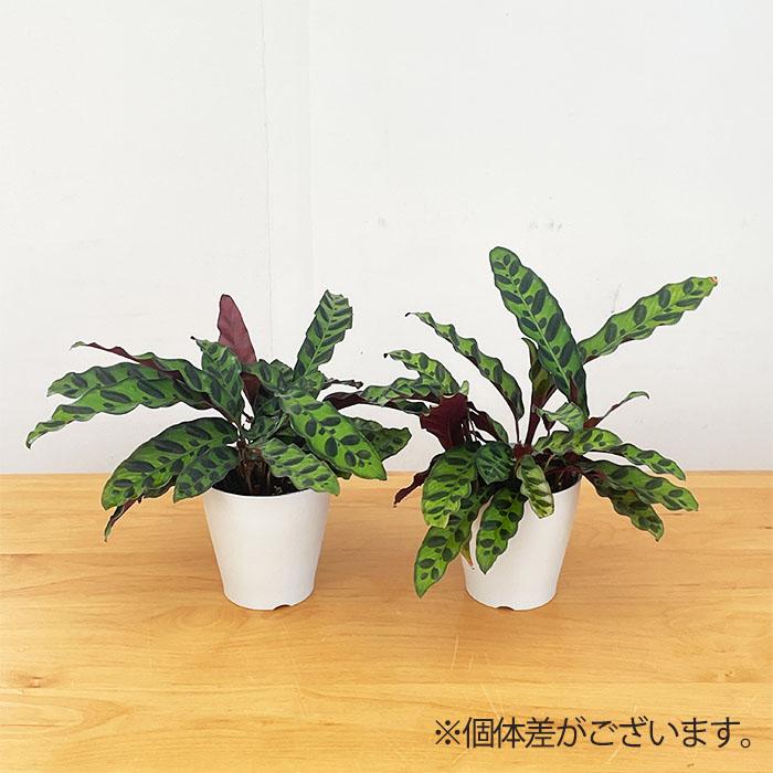 日本花キ流通 観葉植物 カラテア インシグニス 4号鉢 小型 小さい 室内
