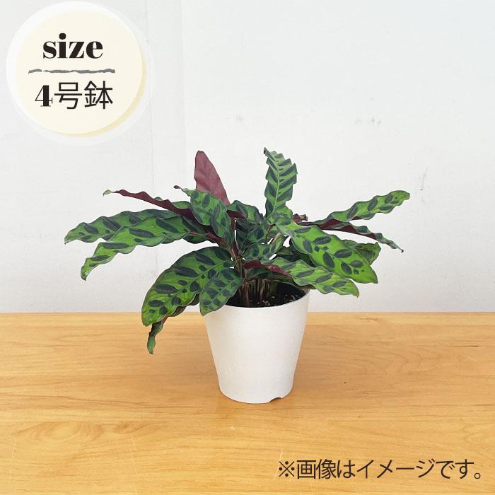 日本花キ流通 観葉植物 カラテア インシグニス 4号鉢 小型 小さい 室内