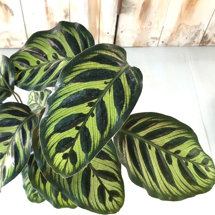 カラテア マコヤナ 観葉植物 4号鉢 インテリア おしゃれ Z フラワーネット日本花キ流通 通販 Yahoo ショッピング