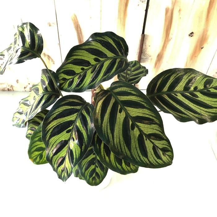 カラテア マコヤナ 観葉植物 4号鉢 インテリア おしゃれ Z フラワーネット日本花キ流通 通販 Yahoo ショッピング