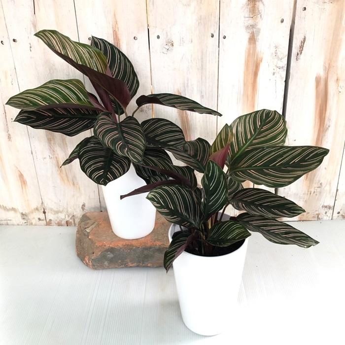 カラテア サンデリアーナ 観葉植物 4号鉢 インテリア おしゃれ Z フラワーネット日本花キ流通 通販 Yahoo ショッピング