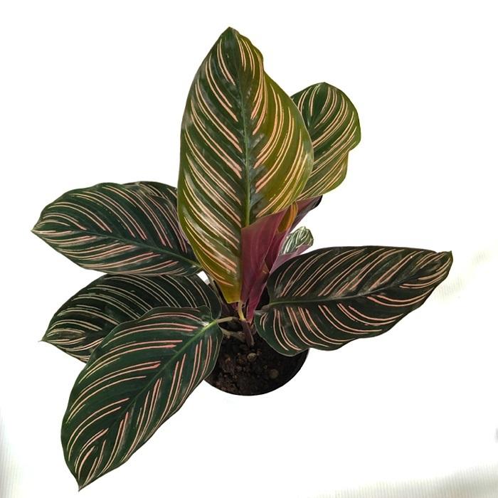 カラテア サンデリアーナ 観葉植物 4号鉢 インテリア おしゃれ Z フラワーネット日本花キ流通 通販 Yahoo ショッピング