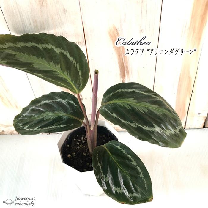 カラテア アナコンダグリーン 観葉植物 4号鉢 インテリア おしゃれ Z フラワーネット日本花キ流通 通販 Yahoo ショッピング