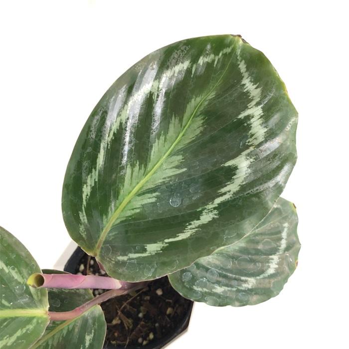 日本花キ流通 観葉植物 カラテア アナコンダグリーン 4号鉢 観葉植物 