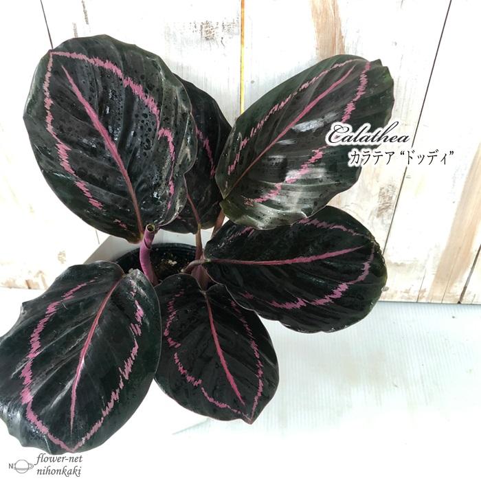 カラテア ドッティ 観葉植物 4号鉢 インテリア おしゃれ Z フラワーネット日本花キ流通 通販 Yahoo ショッピング