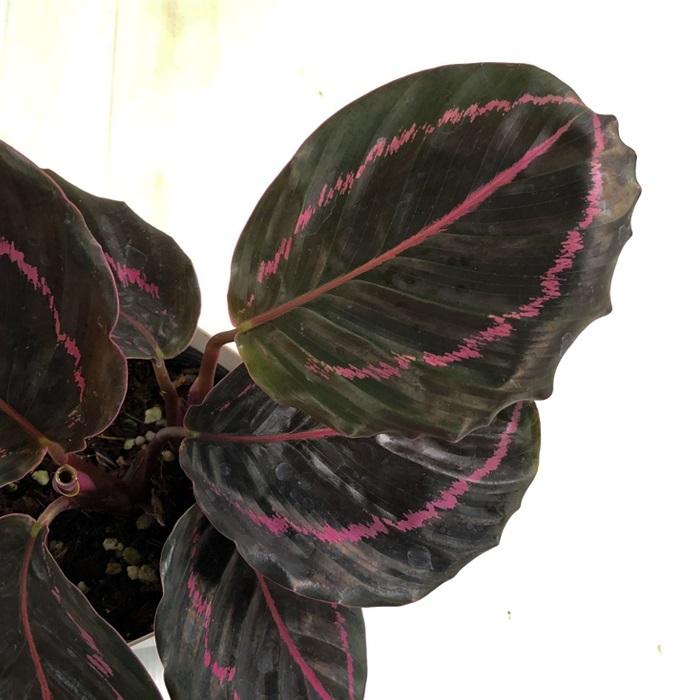 カラテア ドッティ 観葉植物 4号鉢 インテリア おしゃれ Z フラワーネット日本花キ流通 通販 Yahoo ショッピング