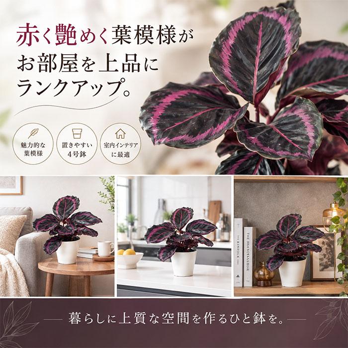 日本花キ流通 観葉植物 カラテア レッドモジョ 4号鉢 観葉植物 小型