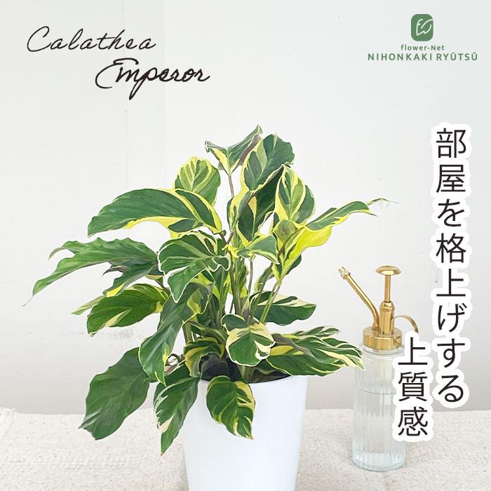 日本花キ流通 観葉植物 カラテア エンペラー 4号鉢 観葉植物 小型