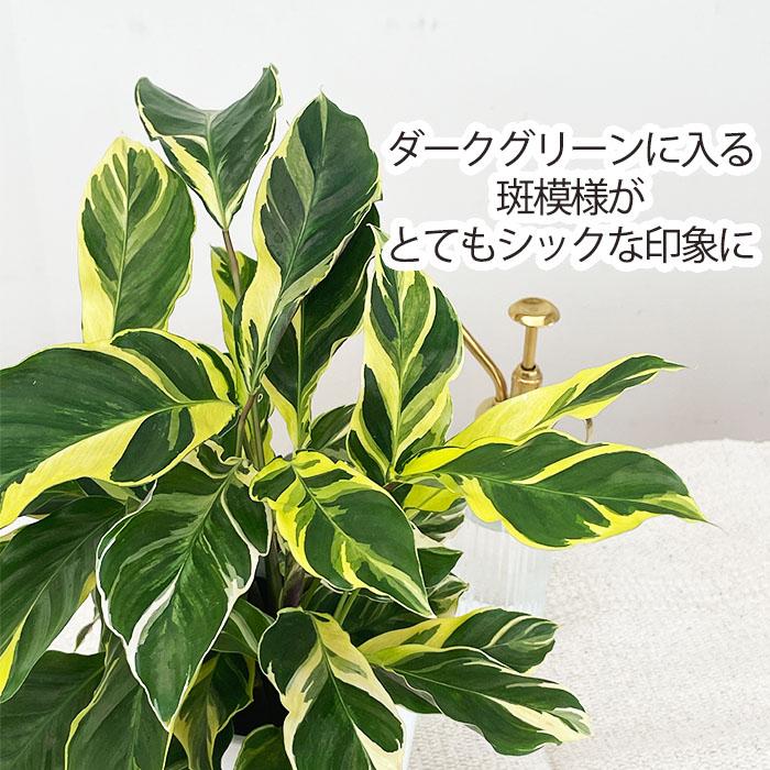 日本花キ流通 観葉植物 カラテア エンペラー 4号鉢 小型 小さい 室内
