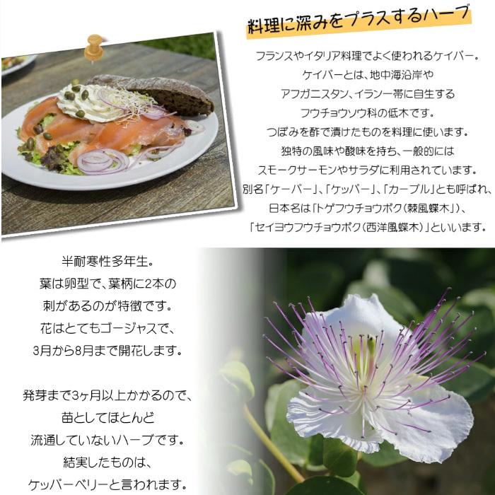 ハーブ ケイパー 12cmポット ケッパー 苗 ハーブ Herb Z フラワーネット日本花キ流通 通販 Yahoo ショッピング