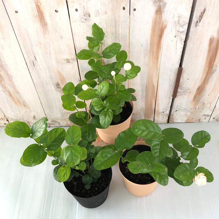 アラビアンジャスミン ヤエマツリカ 4号鉢 ジャスミン マツリカ 茉莉花 苗 ハーブ Herb Z フラワーネット日本花キ流通 通販 Yahoo ショッピング