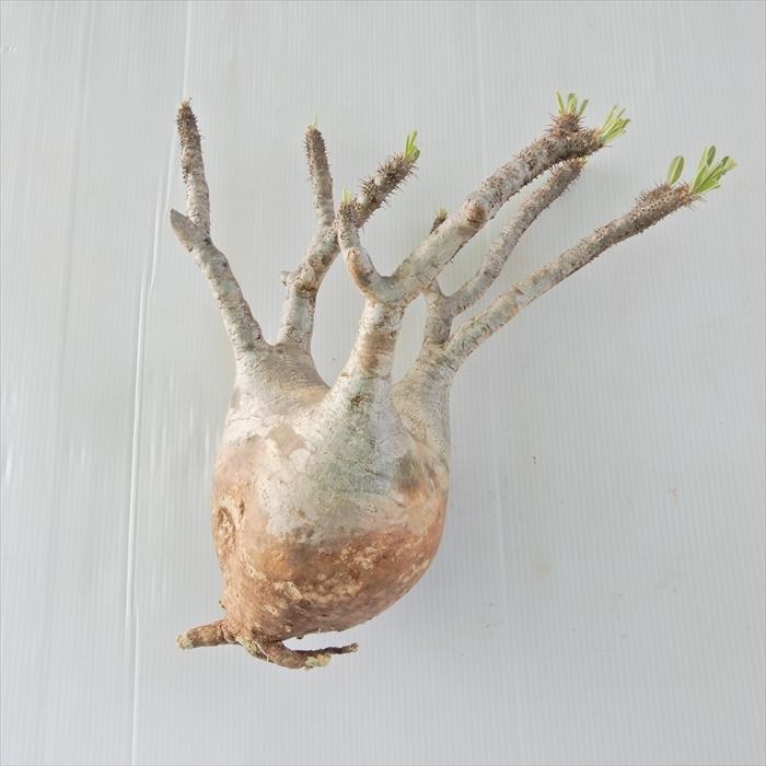 多肉植物 Caパキポディウム グラキリス 08 016 多肉植物 コーデックス 現品販売 現地球 Z フラワーネット日本花キ流通 通販 Yahoo ショッピング