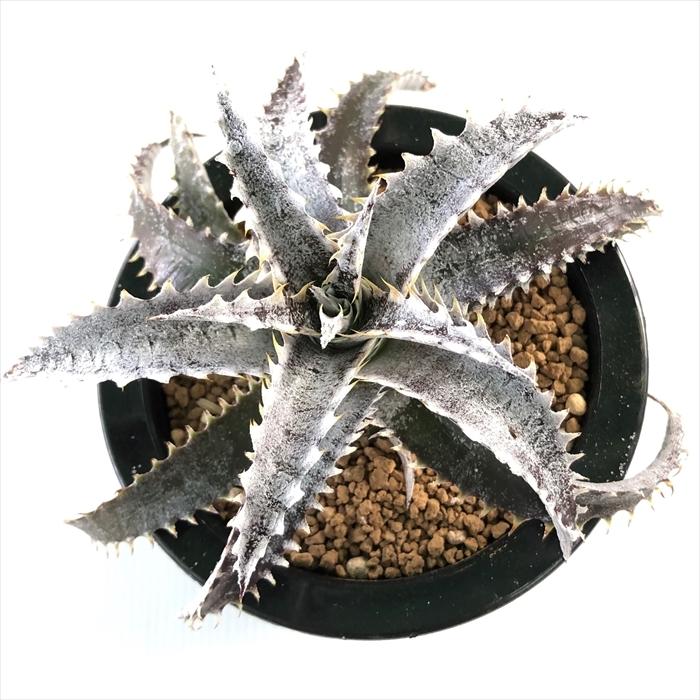 日本花キ流通 多肉植物 caデッキア ブラックアイス 現品販売 Dyckia