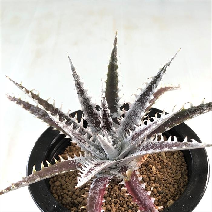 多肉植物 Caデッキア 現品販売 Dyckia 09 008 多肉植物 ディッキア ブロメリア 3 5号鉢 Z フラワーネット日本花キ流通 通販 Yahoo ショッピング