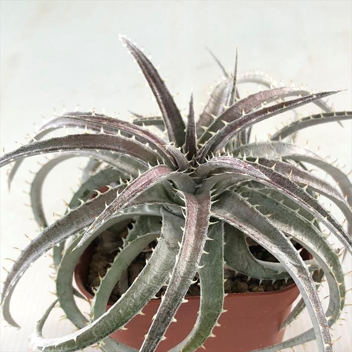 多肉植物 Caデッキア デリンジャー 現品販売 Dyckia 09 014 多肉植物 ディッキア ブロメリア 3号鉢 Z フラワーネット日本花キ流通 通販 Yahoo ショッピング