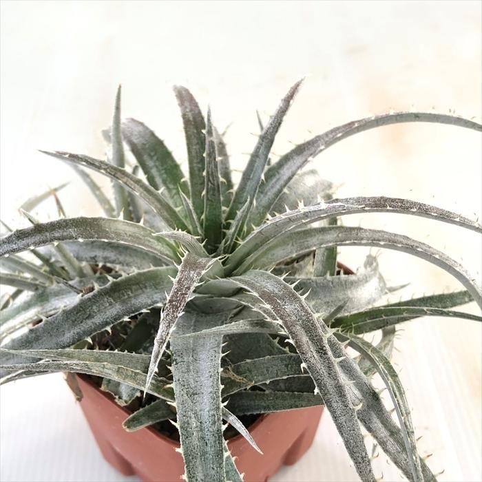 多肉植物 Caデッキア デリンジャー 現品販売 Dyckia 09 017 多肉植物 ディッキア ブロメリア 3号鉢 Z フラワーネット日本花キ流通 通販 Yahoo ショッピング