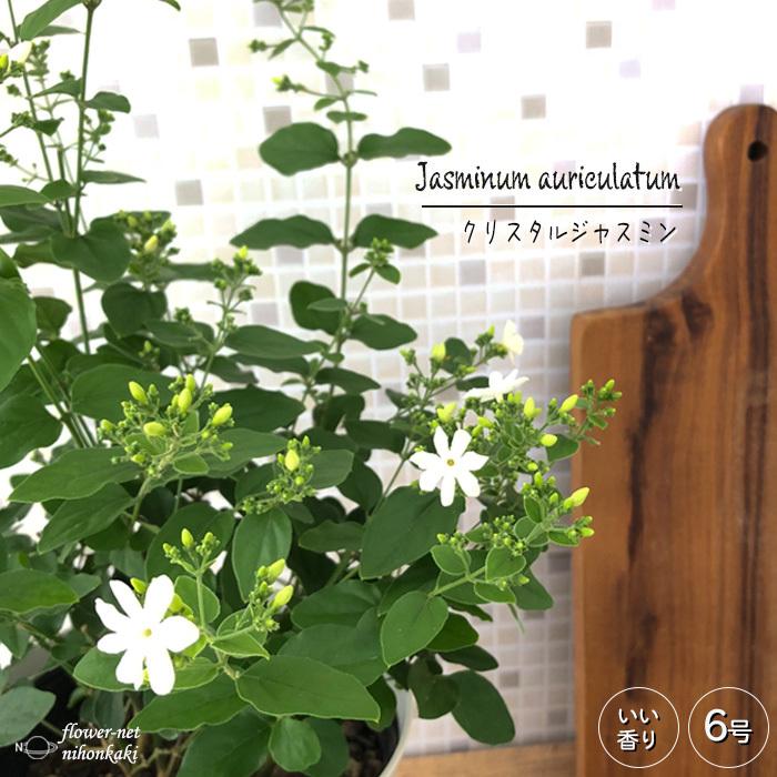 クリスタルジャスミン 6号 観葉植物 ジャスミン インテリア おしゃれ Z フラワーネット日本花キ流通 通販 Yahoo ショッピング
