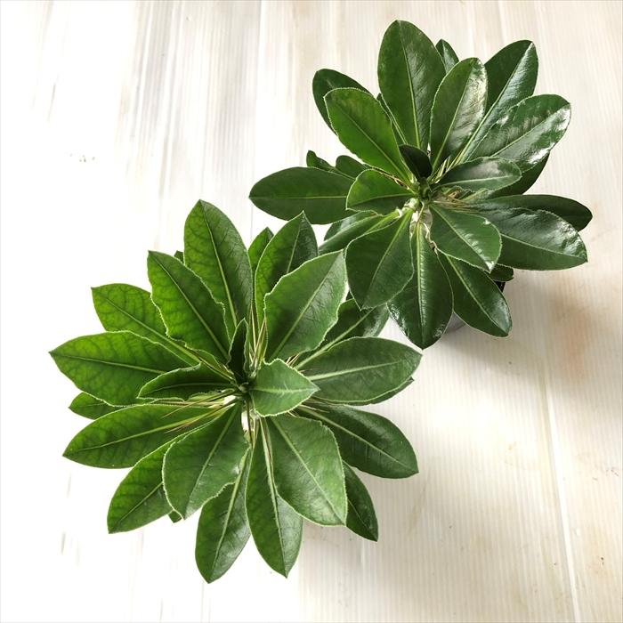 日本花キ流通 多肉植物 sd パキポディウム サウンデルシー 白馬城 実生