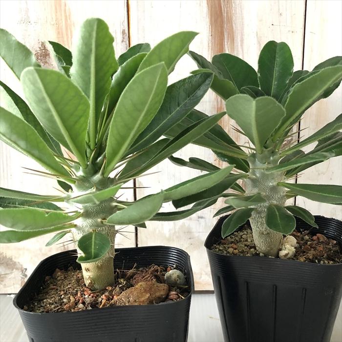 日本花キ流通 多肉植物 sd パキポディウム サウンデルシー 白馬城 実生