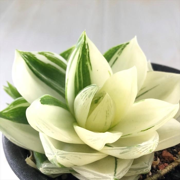 多肉植物 Caハオルチア シンビフォルミス 10 5cmポット 花時計 多肉植物 ハオルチア 0903 003 現品販売 Z フラワーネット日本花キ流通 通販 Yahoo ショッピング