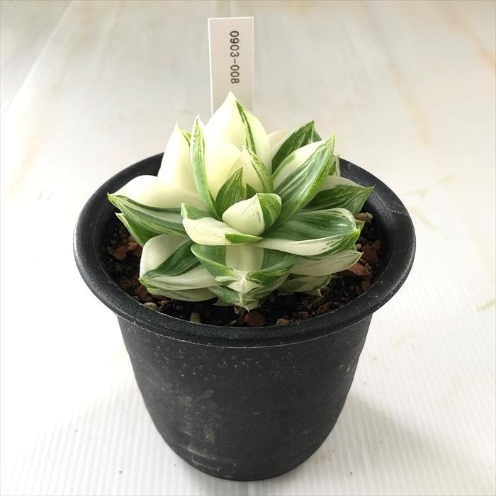 多肉植物 Caハオルチア シンビフォルミス 10 5cmポット 花時計 多肉植物 ハオルチア 0903 008 現品販売 Z フラワーネット日本花キ流通 通販 Yahoo ショッピング