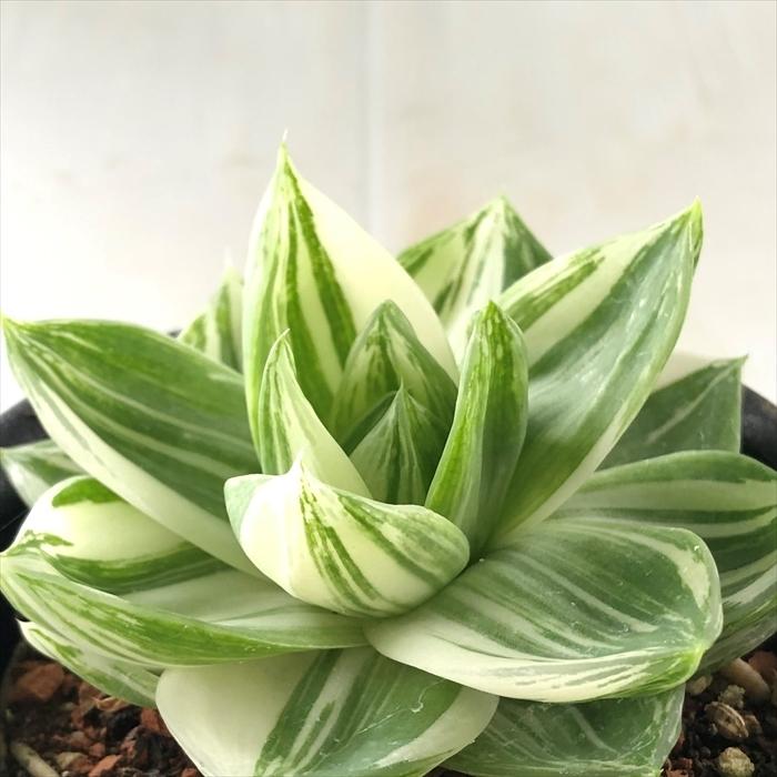 多肉植物 Caハオルチア シンビフォルミス 10 5cmポット 花時計 多肉植物 ハオルチア 0903 010 現品販売 Z フラワーネット日本花キ流通 通販 Yahoo ショッピング