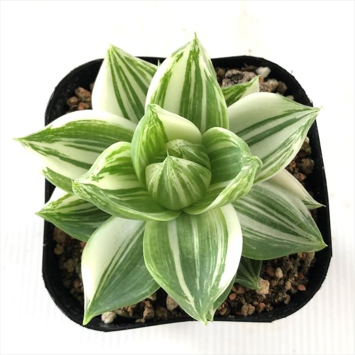 多肉植物 Caハオルチア シンビフォルミス 9cmポット 花時計 多肉植物 ハオルチア 0903 013 現品販売 Z フラワーネット日本花キ流通 通販 Yahoo ショッピング