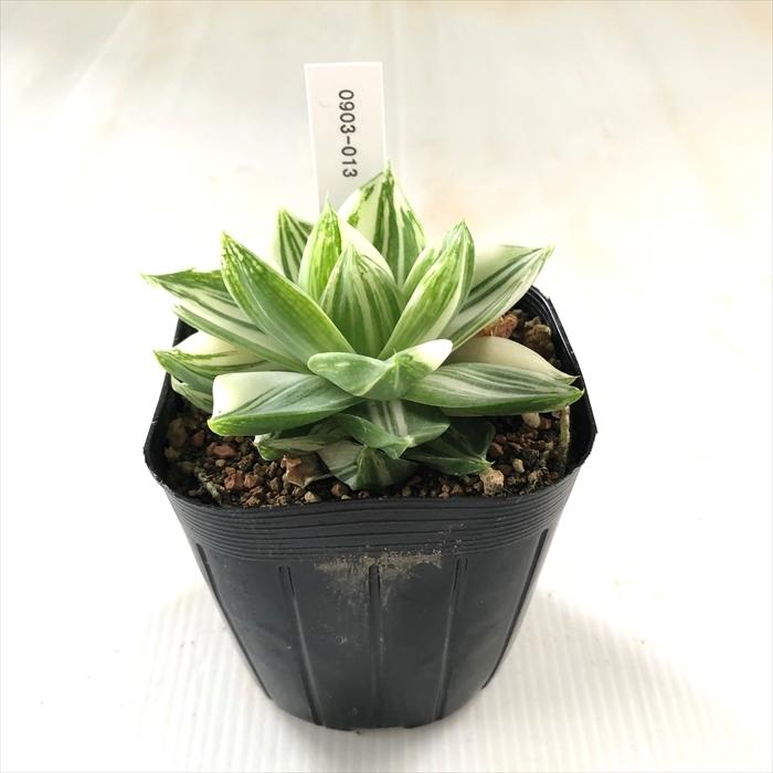 多肉植物 Caハオルチア シンビフォルミス 9cmポット 花時計 多肉植物 ハオルチア 0903 013 現品販売 Z フラワーネット日本花キ流通 通販 Yahoo ショッピング