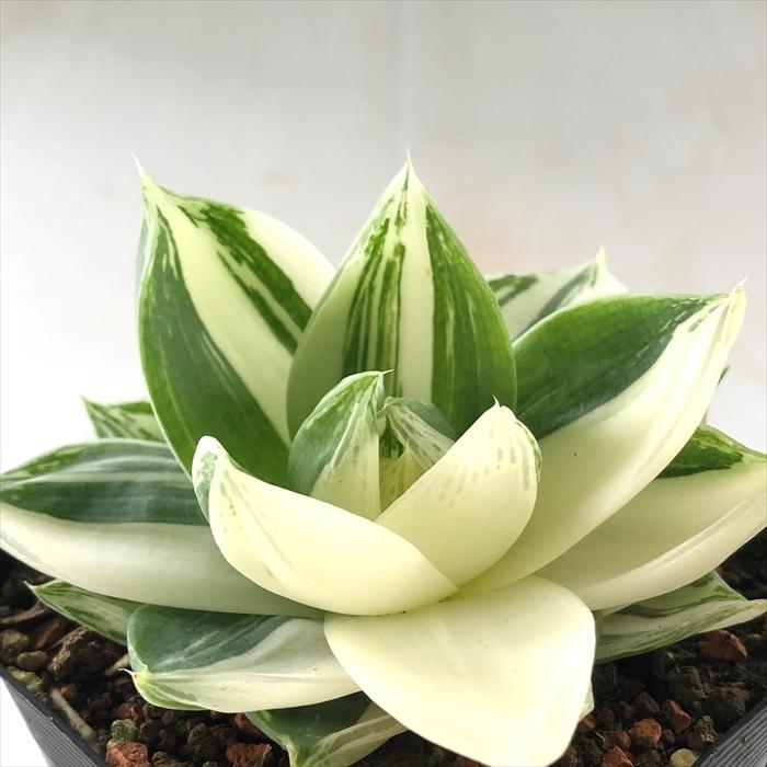 多肉植物 Caハオルチア シンビフォルミス 9cmポット 花時計 多肉植物 ハオルチア 0903 018 現品販売 Z フラワーネット日本花キ流通 通販 Yahoo ショッピング