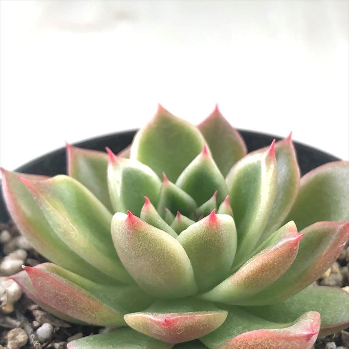 521円 最新アイテム 多肉植物 Swkエケベリア ブラッドマリア エケベリア 7 5cmポット