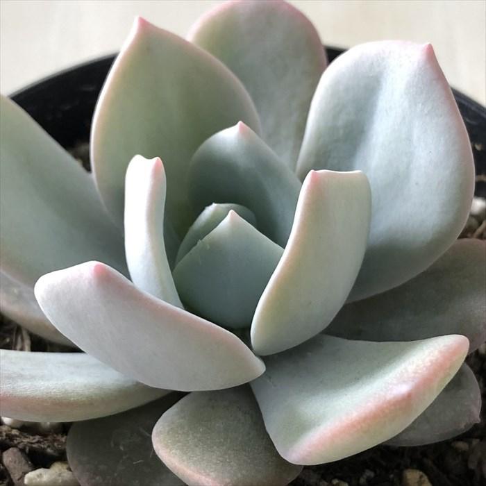 329円 最安値級価格 多肉植物 Skエケベリア シャルドネ シャビアナ ラウイ エケベリア 7 5cmポット