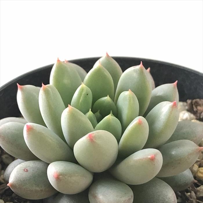 日本花キ流通 多肉植物 skエケベリア ショコラ エケベリア 7.5cmポット