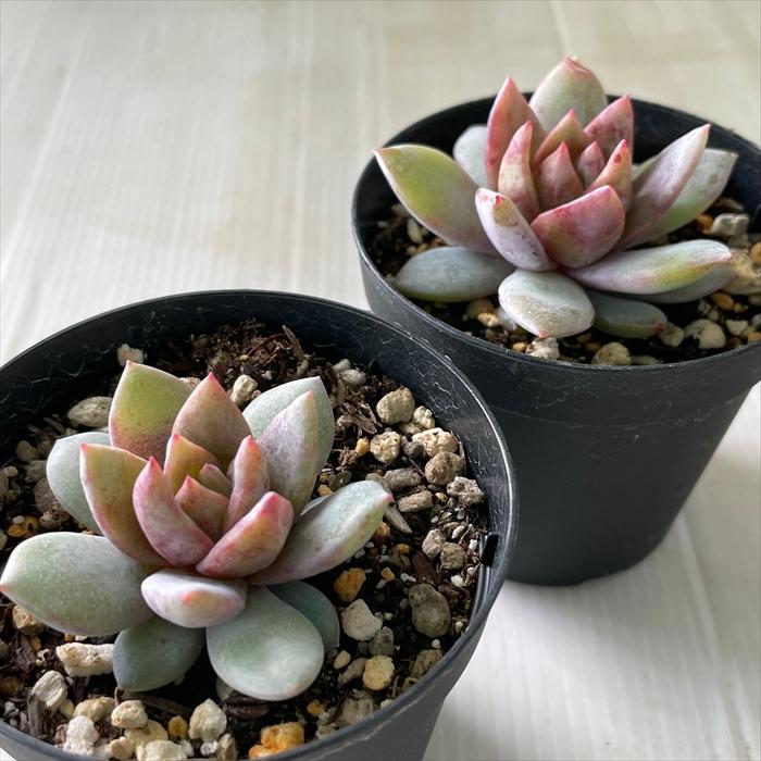 多肉植物エケベリア　ドイツシャンペン 楽天市場】多肉植物 skエケベリア ドイツシャンペン 多肉植物