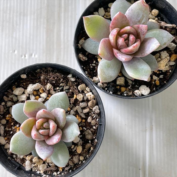 多肉植物エケベリア　ドイツシャンペン 日本花キ流通 多肉植物 skエケベリア ドイツシャンペン 多肉植物