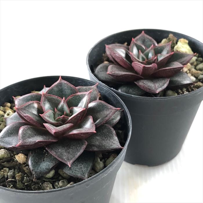 日本花キ流通 多肉植物 skエケベリア モノケロティス 多肉植物