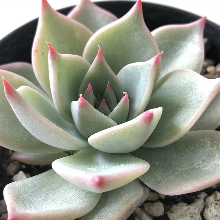 日本花キ流通 多肉植物 skエケベリア クスピダータ×リンゼアナ 多肉