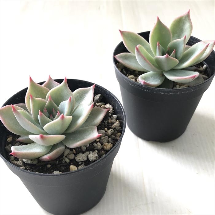 日本花キ流通 多肉植物 skエケベリア クスピダータ×リンゼアナ 多肉