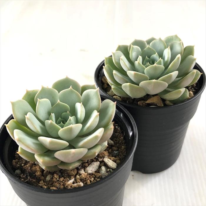 日本花キ流通 多肉植物 hmエケベリア クララ 多肉植物 エケベリア 6cm