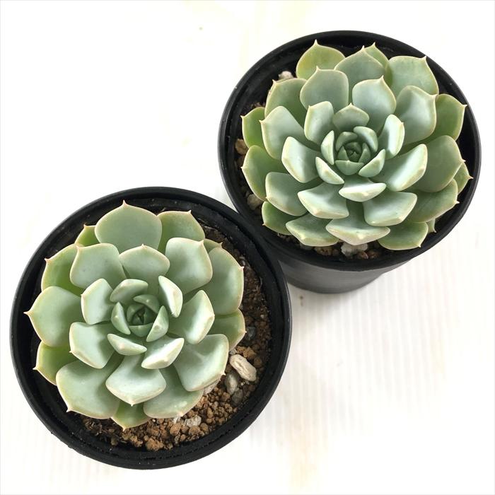 日本花キ流通 多肉植物 hmエケベリア クララ 多肉植物 エケベリア 6cm