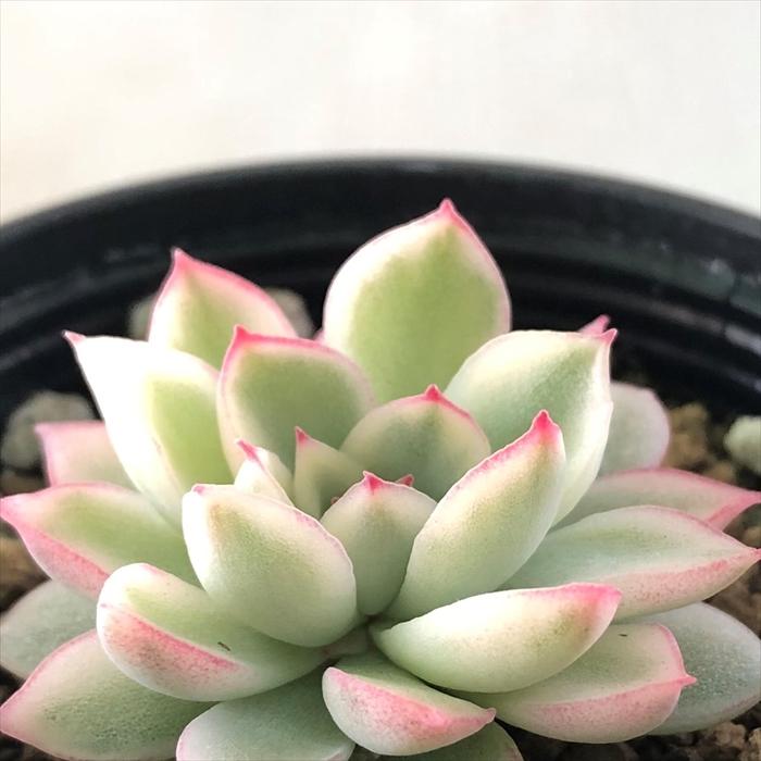 駒*子様 B1637-5　女雛錦　24株　抜き苗　多肉植物 エケベリア 韓国苗 駒*子様 B1637-5 女雛錦 24株 抜き苗 多肉植物 エケベリア