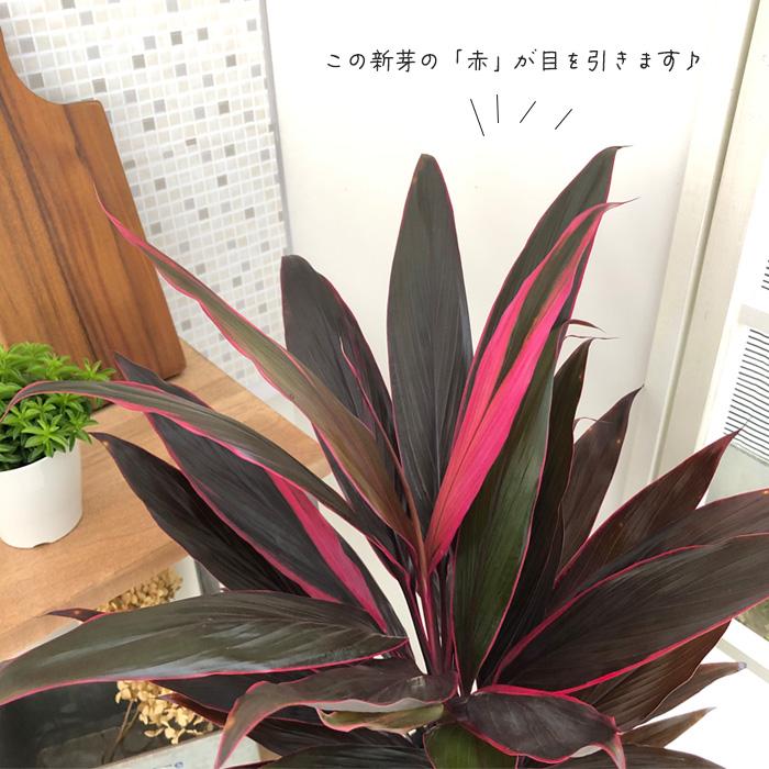 (陶器)鉢付きコルジリネ・アイチアカ　6号 日本花キ流通 観葉植物 コルジリネ ターミナリス アイチアカ 6号鉢