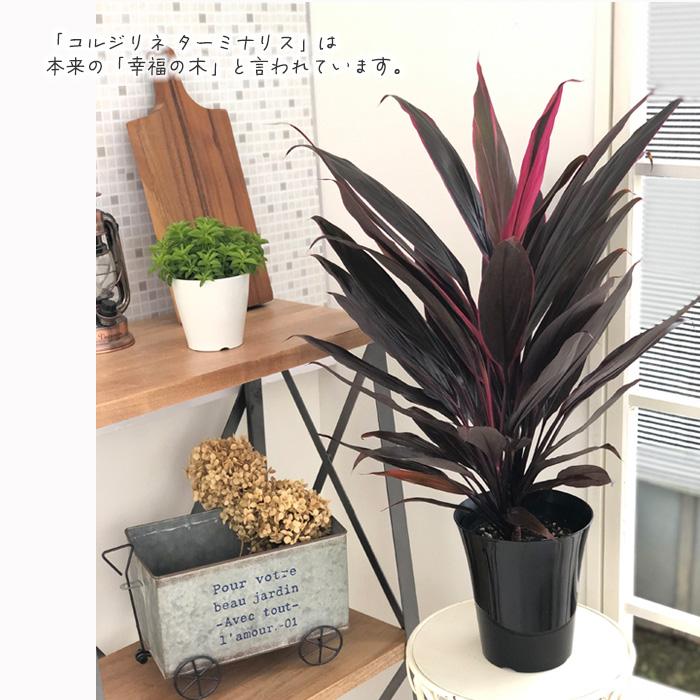 観葉植物 コルジリネ・ターミナリスパープルコンパクタ 8号鉢 120