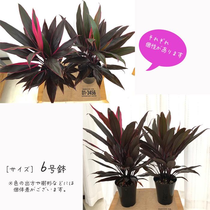 観葉植物 コルジリネ・ターミナリスパープルコンパクタ 8号鉢