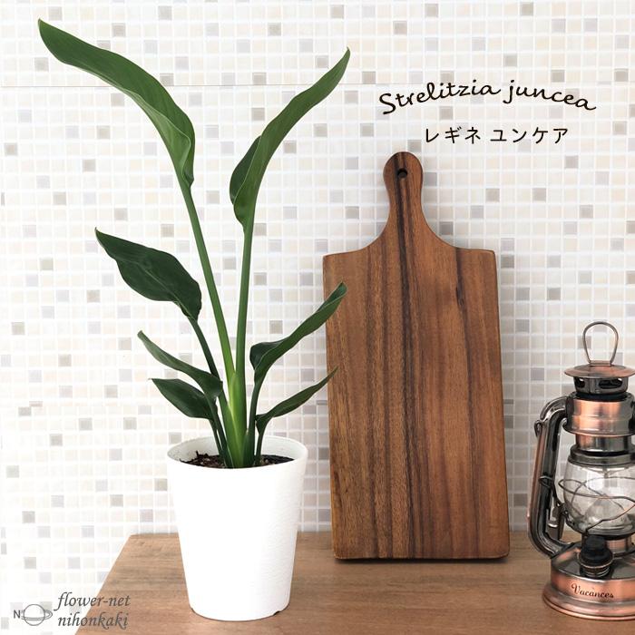 日本花キ流通 観葉植物 ストレリチア レギネ ユンケア 4号鉢