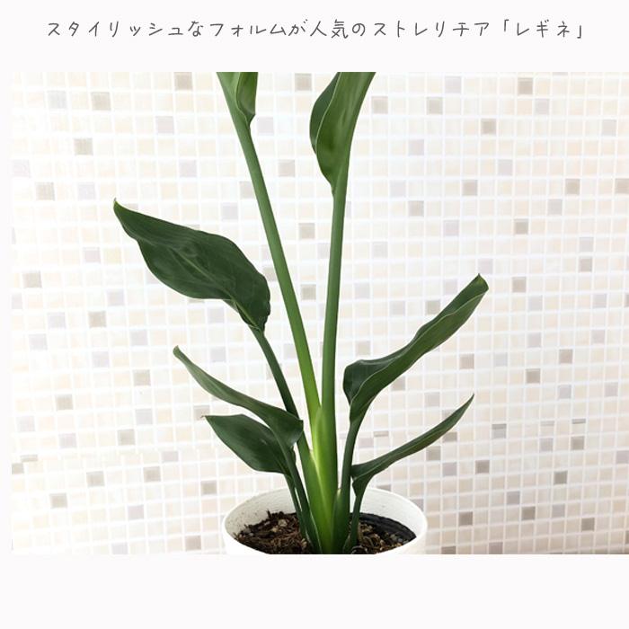 日本花キ流通 観葉植物 ストレリチア レギネ ユンケア 4号鉢