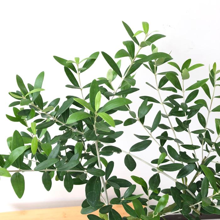 日本花キ流通 観葉植物 オリーブ ネバディロブロンコ 5号鉢 送料無料