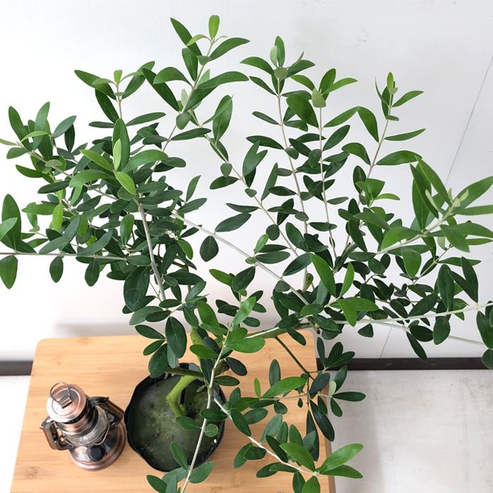 日本花キ流通 観葉植物 オリーブ ネバディロブロンコ 5号鉢 送料無料