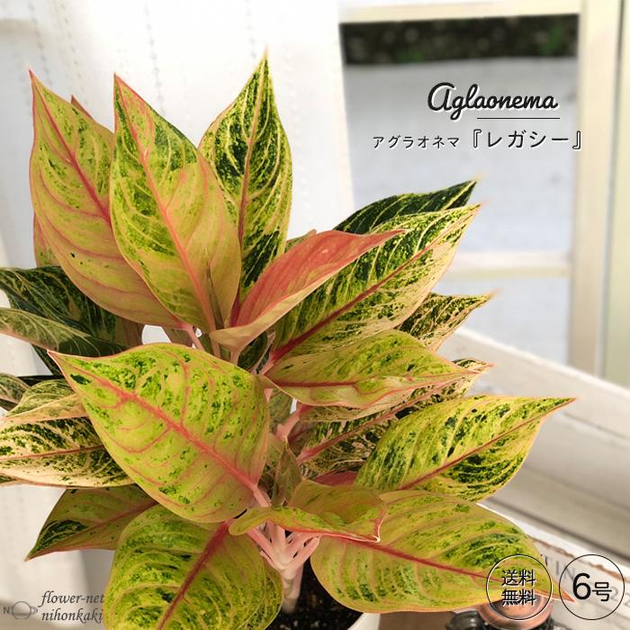 アグラオネマ レガシー 6号鉢 送料無料 観葉植物 苗 インテリア おしゃれ Z フラワーネット日本花キ流通 通販 Yahoo ショッピング
