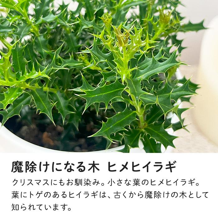 日本花キ流通 観葉植物 cot ヒメヒイラギ 3.5号鉢 柊 姫ヒイラギ 魔
